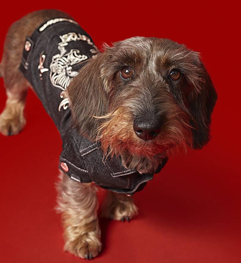 Diesel steps into petwear with collection for dogs