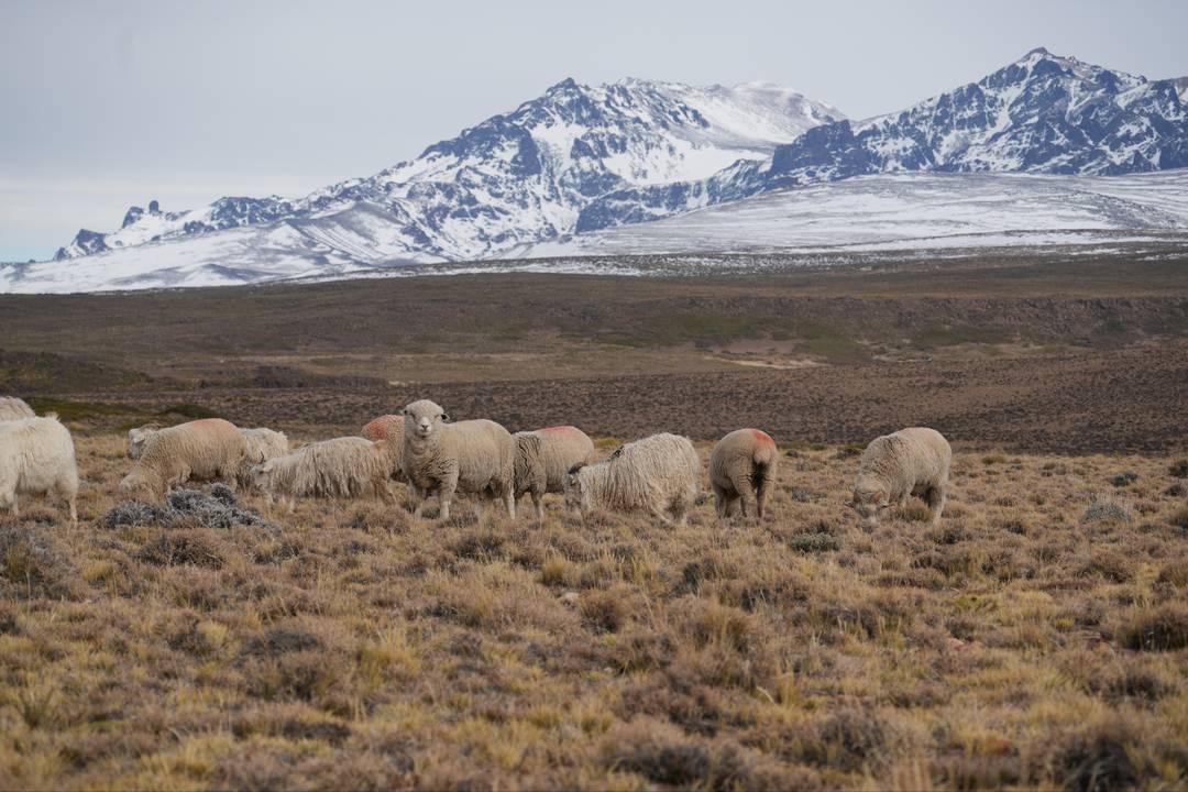 I prodotti del marchio sono realizzati con fibre naturali della Patagonia.