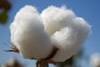 Wholesale cotton clothing prices to rise