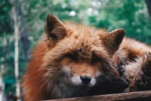 Israël premier pays à interdire le commerce de toute fourrure animale pour la mode