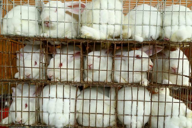 The Fur Debate: Yoox Net-a-Porter Group Goes Fur-Free