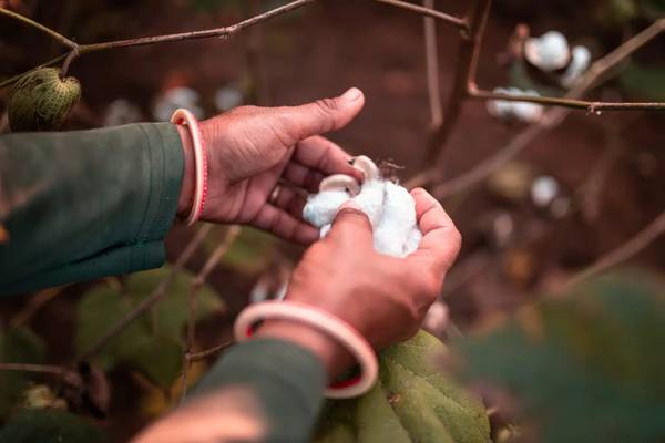 Better Cotton to become regenerative standard