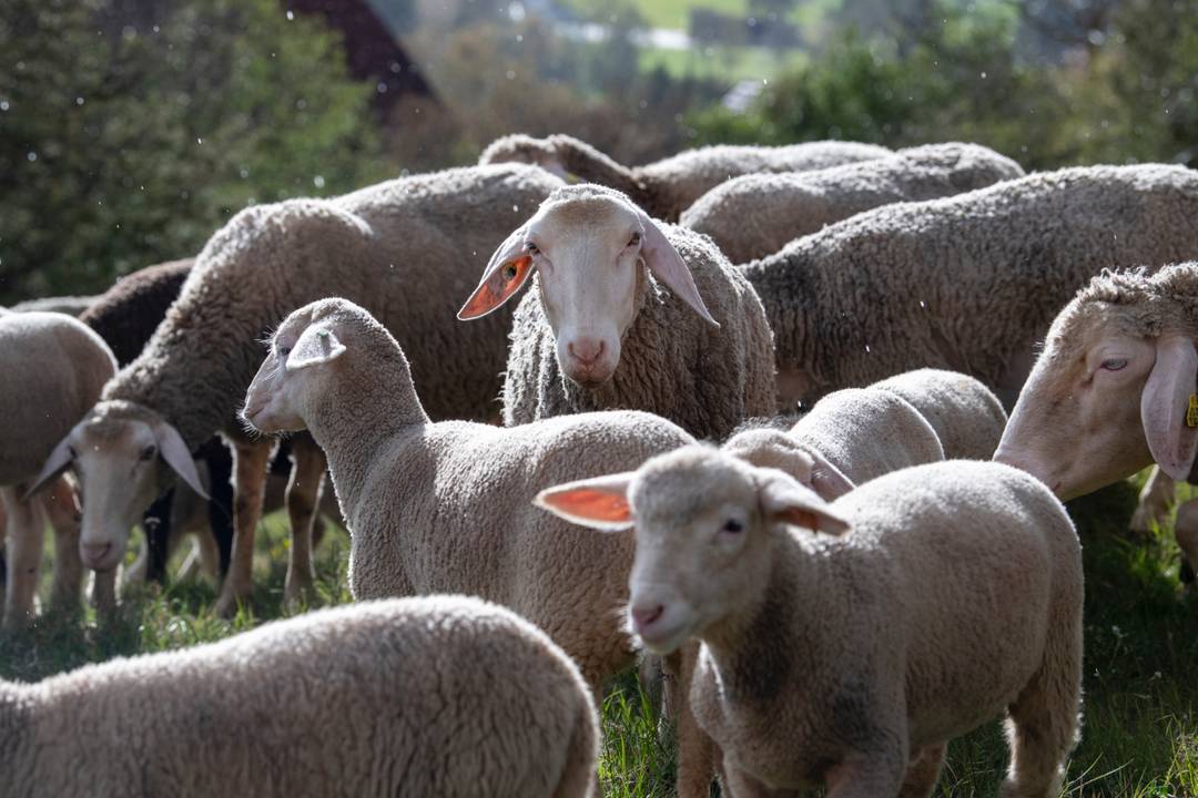 Merinoschapen in de weide bij Baden Würtemberg in 2020