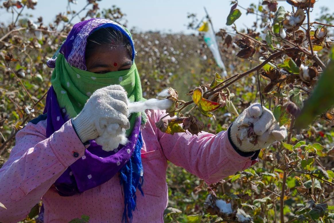 Primark targets 100 percent sustainable cotton