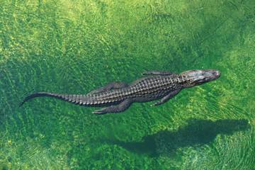 From edge of extinction to Australia's croc 'paradise'