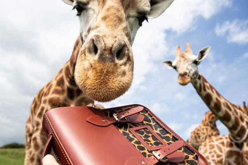 In Pictures: Cambridge Satchel Company giraffe collection