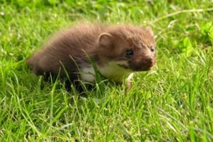 Ohne Pelz, Exotenleder, Angora & Co.: tierfreundliche Modemarken
