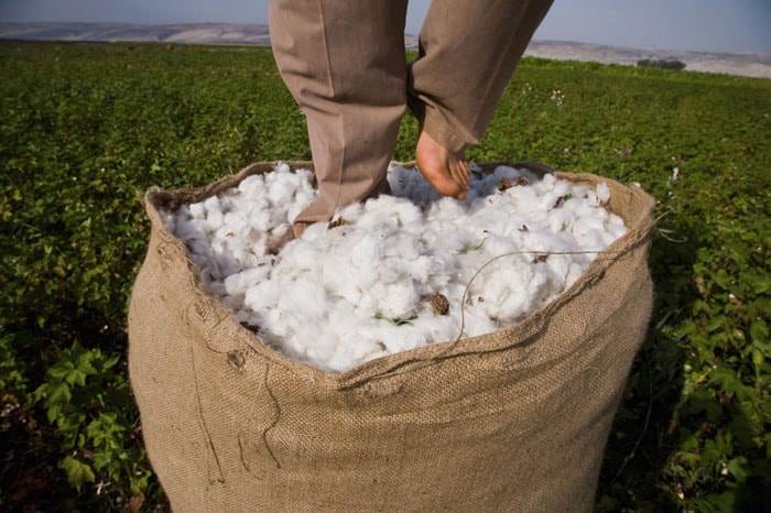 Risk of Syrian conflict cotton in your closet worries manufacturers