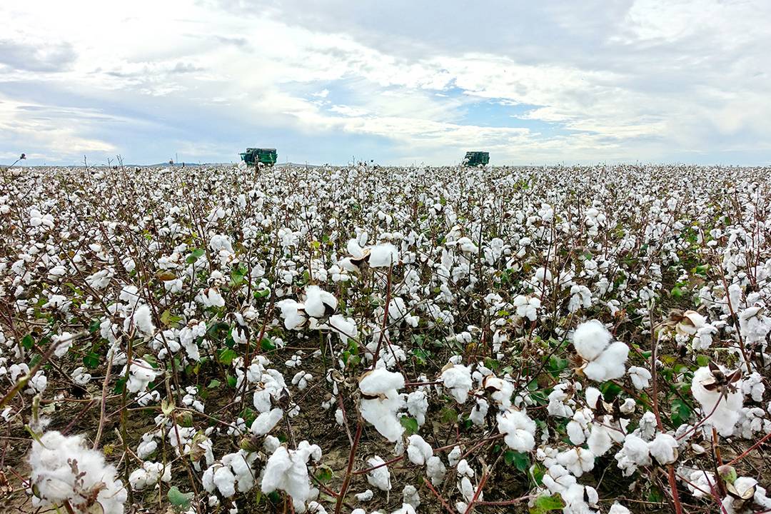 Campo de cultivo de algodón en España.