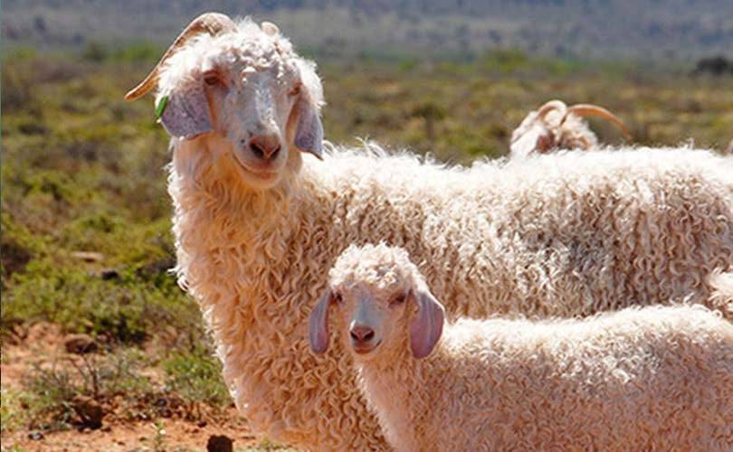 Ohne Pelz, Exotenleder, Angora & Co.: tierfreundliche Modemarken