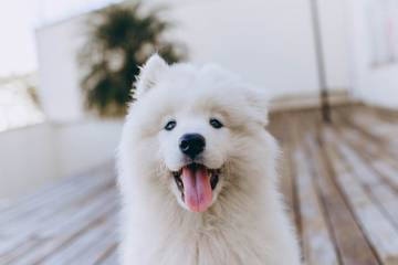 Tommy Hilfiger to launch collection for dogs