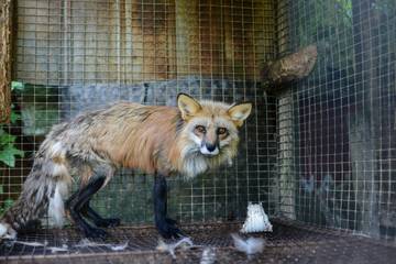 Vídeos desagradables ponen en aprietos a la industria de las pieles en Finlandia