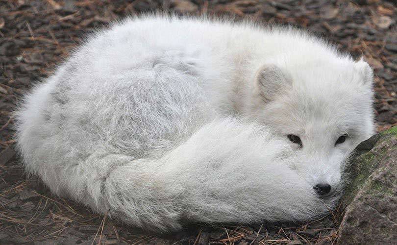 Ohne Pelz, Exotenleder, Angora & Co.: tierfreundliche Modemarken
