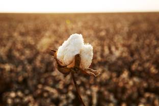  Better Cotton breidt aanwezigheid op Afrikaanse markt uit met nieuw programma in Ivoorkust