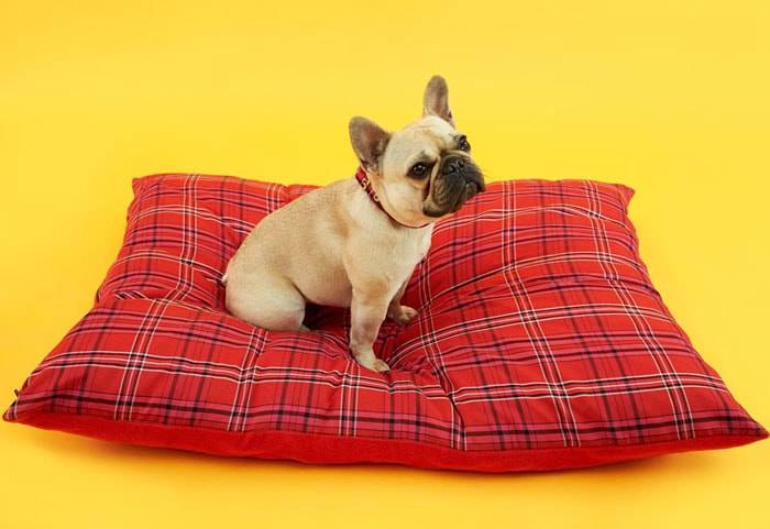 Henry Holland launches canine collection