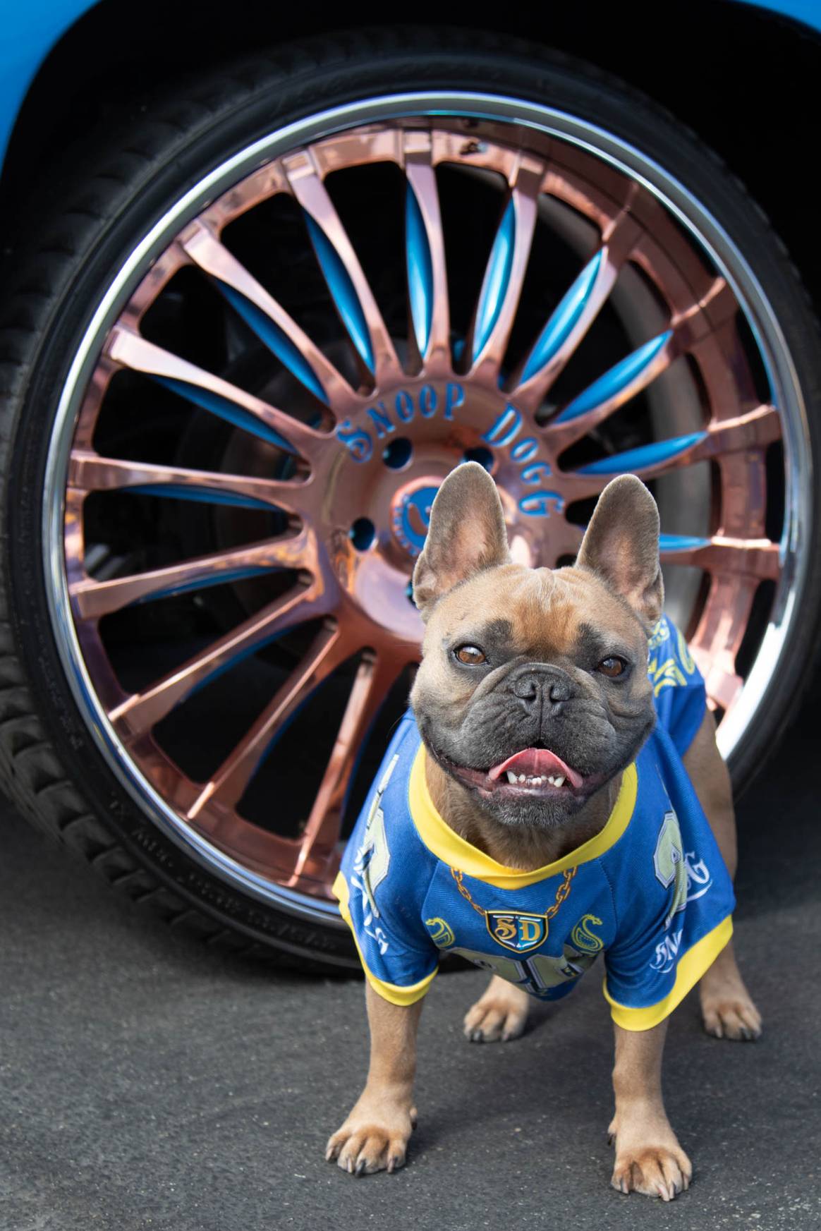 Imagen: Snoop Doggie Doggs