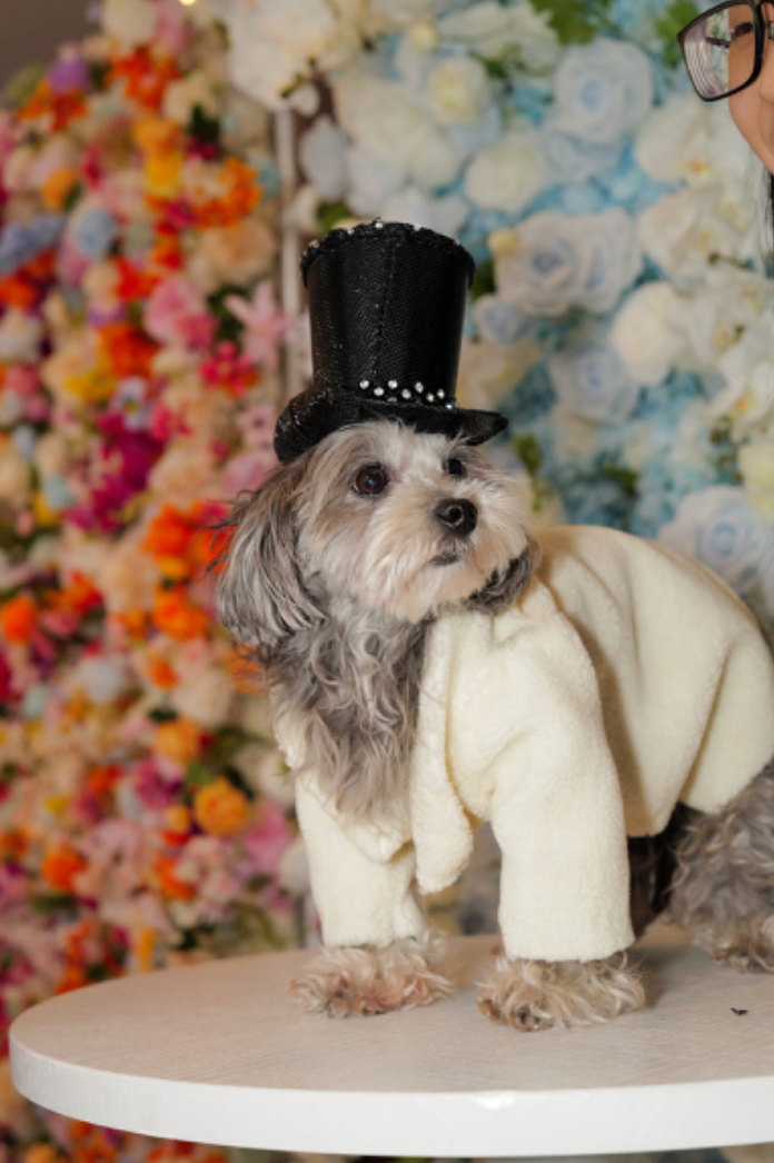 No problem with hats here - maltipoo Hershey dressed as Whoopi Goldberg who wore a tailored dress by Thom Browne.
