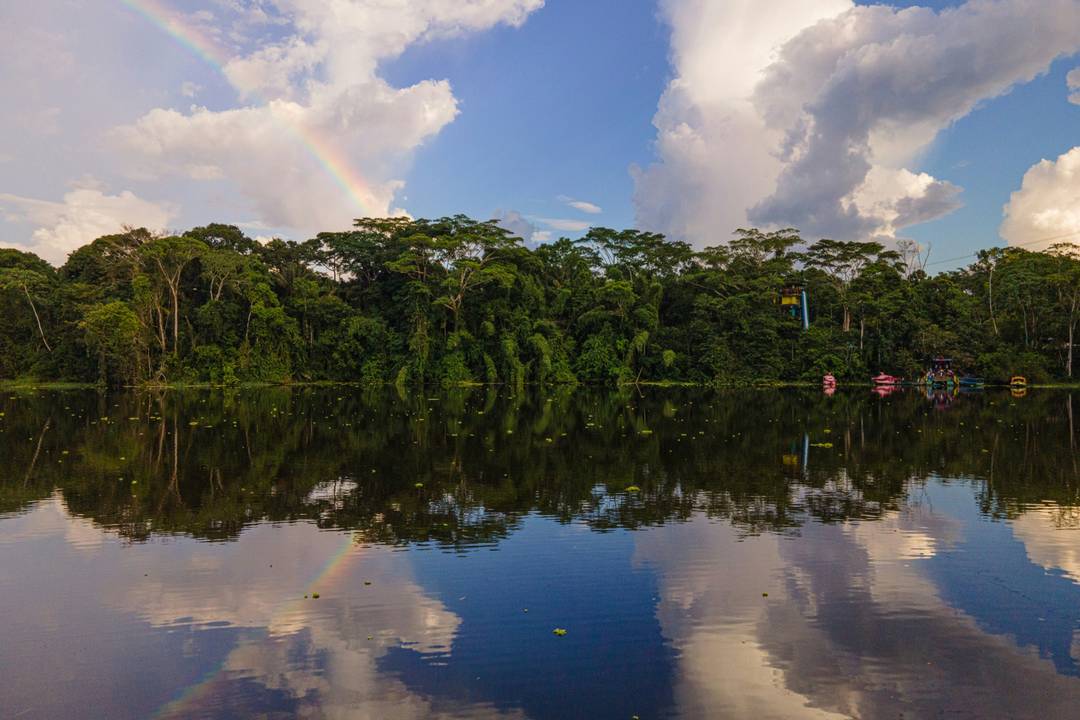 Amazon rainforest.