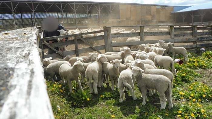 Brooks Brother cut ties with wool supplier following expose