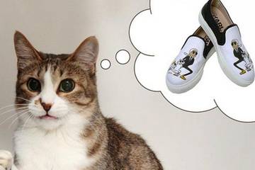 Cat globe shoes online