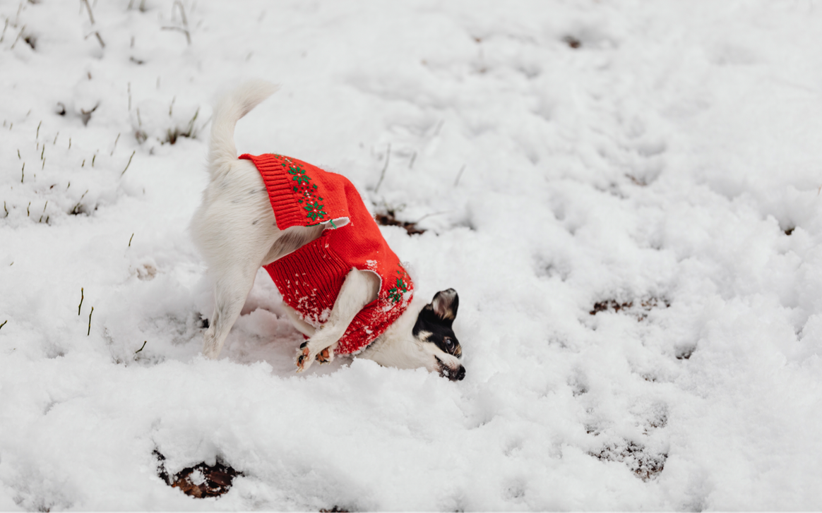 Beim Spielen im Schnee warm bleiben. Bild: Karolina Grabowska / Pexels