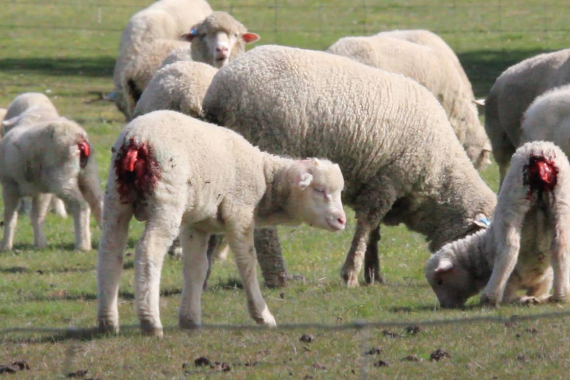 Ovejas en una explotación de ganado ovino tras ser sometidas a la técnica del “mulesing”.