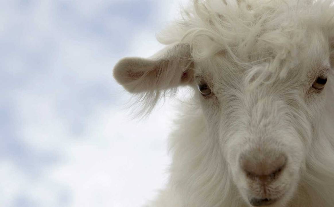 Photo: Erdos Cashmere Group