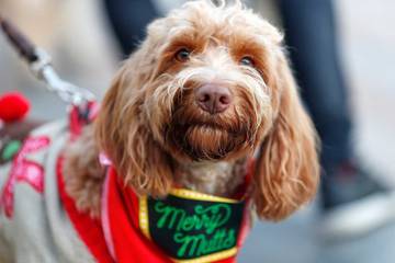 Westfield London opening festive dog drop-off service