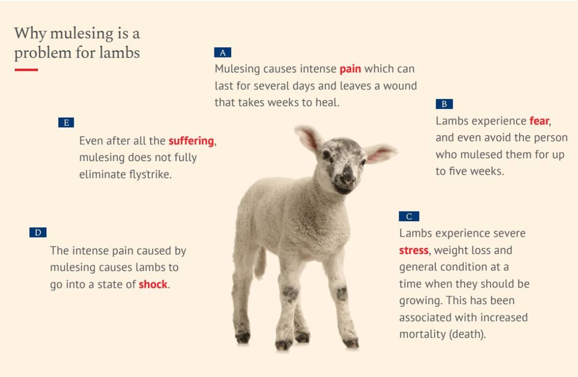 How brands can transition to pain free, non-mulesed sheep wool