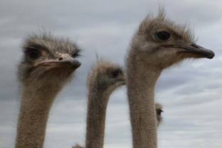 PETA reveals abuse at Ostrich suppliers for Prada and Hermès