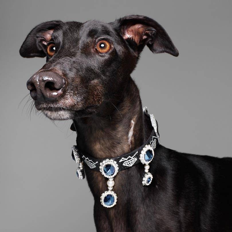 Fashion names design canine couture for charity