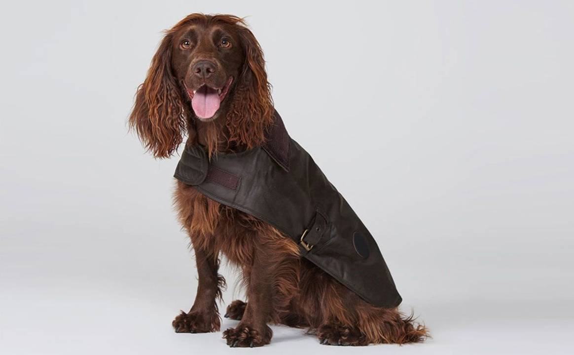 Like cats and dogs? Canine couture and feline fashion are very much en vogue