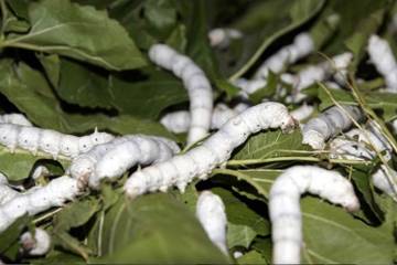 Bangladesch will Seidenproduktion wiederbeleben