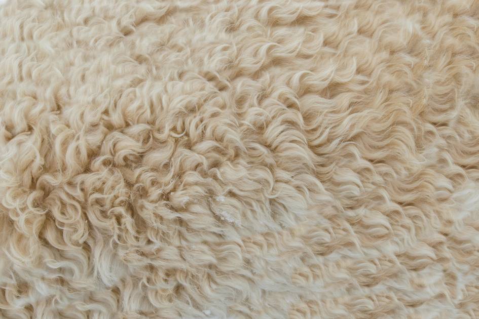 PETA advocates for accurate labeling of wool footwear