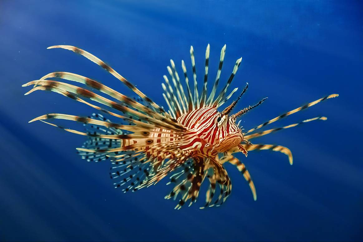 Lionfish