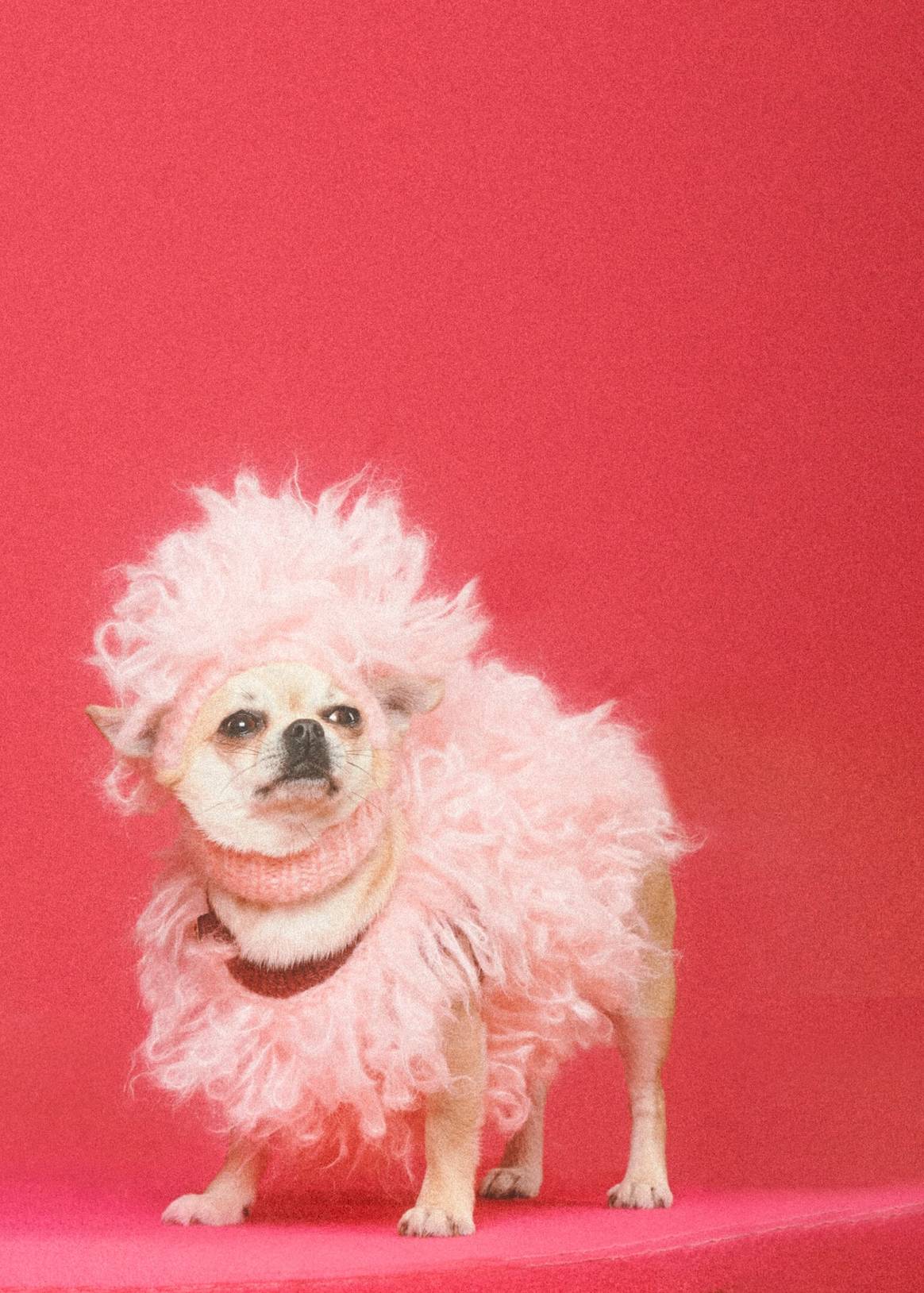 Image: Gucci Pet Collection