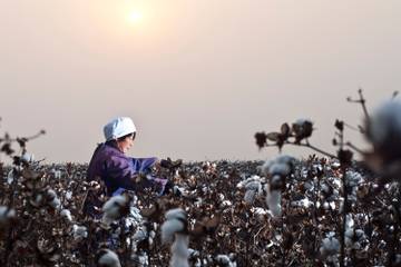 Leading brands progress on cotton sustainability falls short