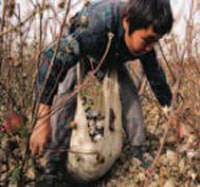 Uzbek cotton under fire for child labour
