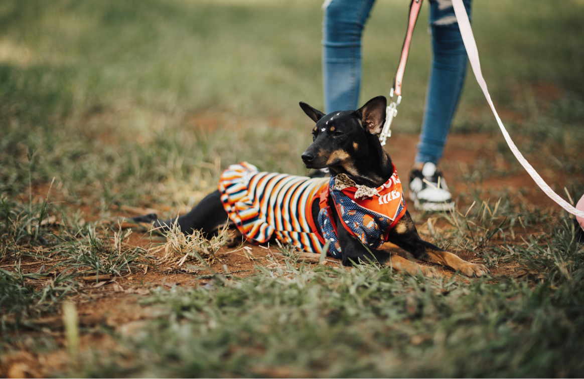 Hund mit Halstuch und T-Shirt. Bild: Matheus Bertelli / Pexels