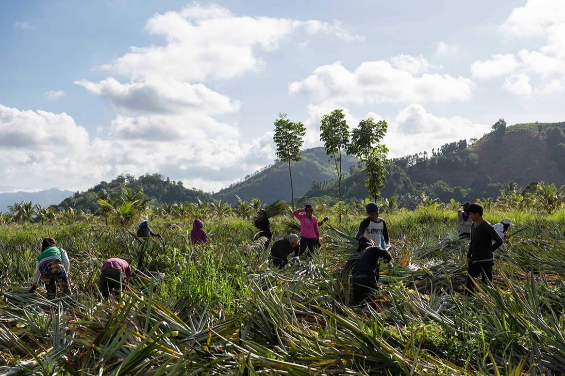 Proceso de recolección de las hojas de la planta de la piña empleadas como materia prima para los textiles de nueva generación de Ananas Anam.