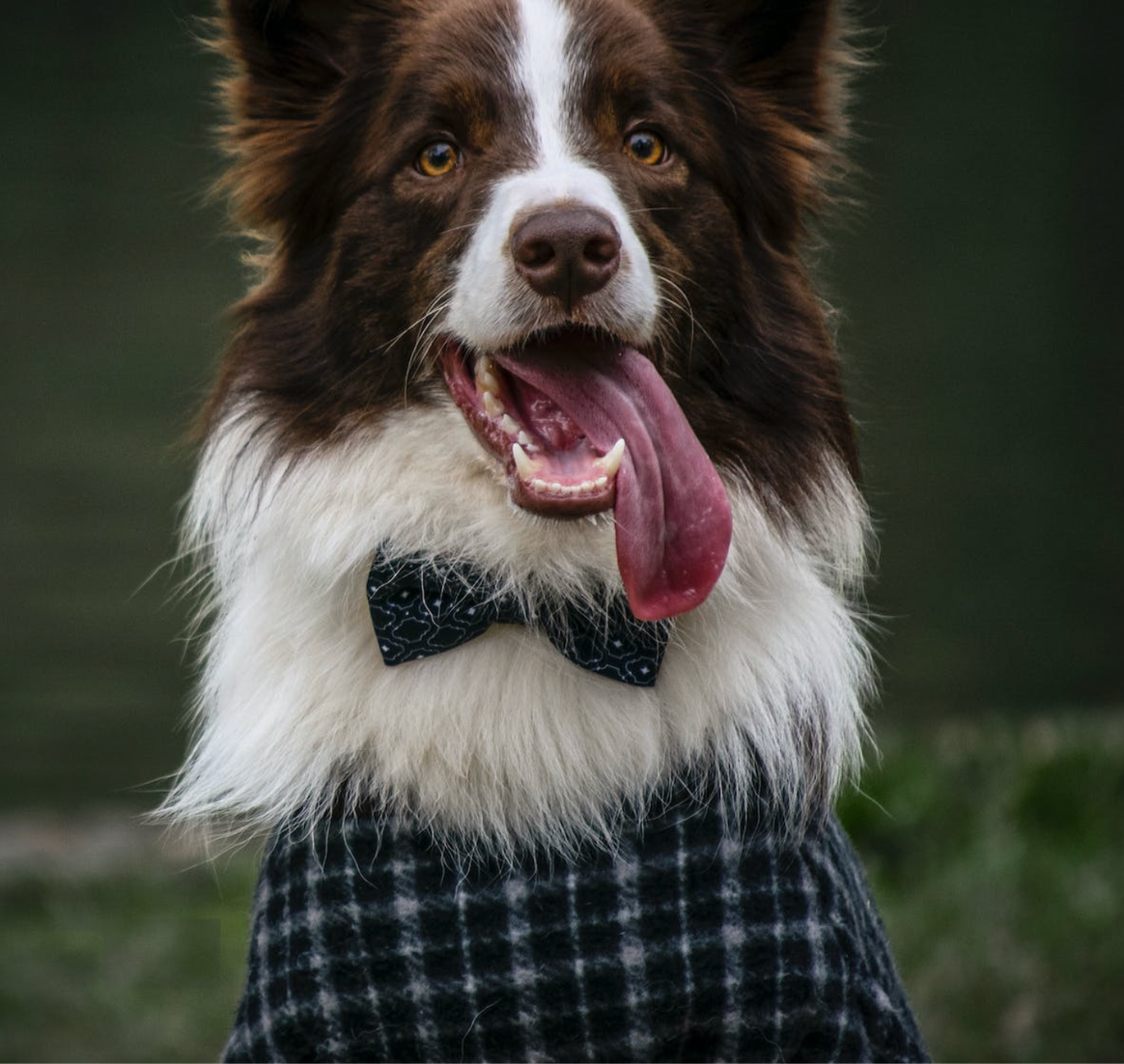 Border Collie mit Fliege und Pullover. Bild: Robledo Rafael Andrade / Pexels