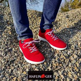 Collection image Haflinger