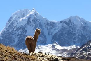 Reis naar het Andes-gebergte: de geschiedenis van de Alpaca