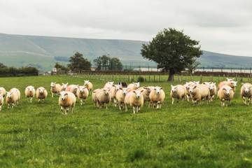 Barbour unterstützt Landwirte in England beim Schutz der Biodiversität