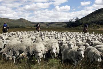 Patagonia stopt samenwerking met Ovis21 toch