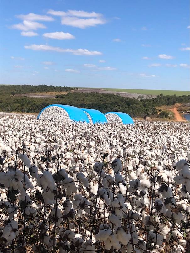 Campo de algodão com fardos de alfodão colhido ao fundo