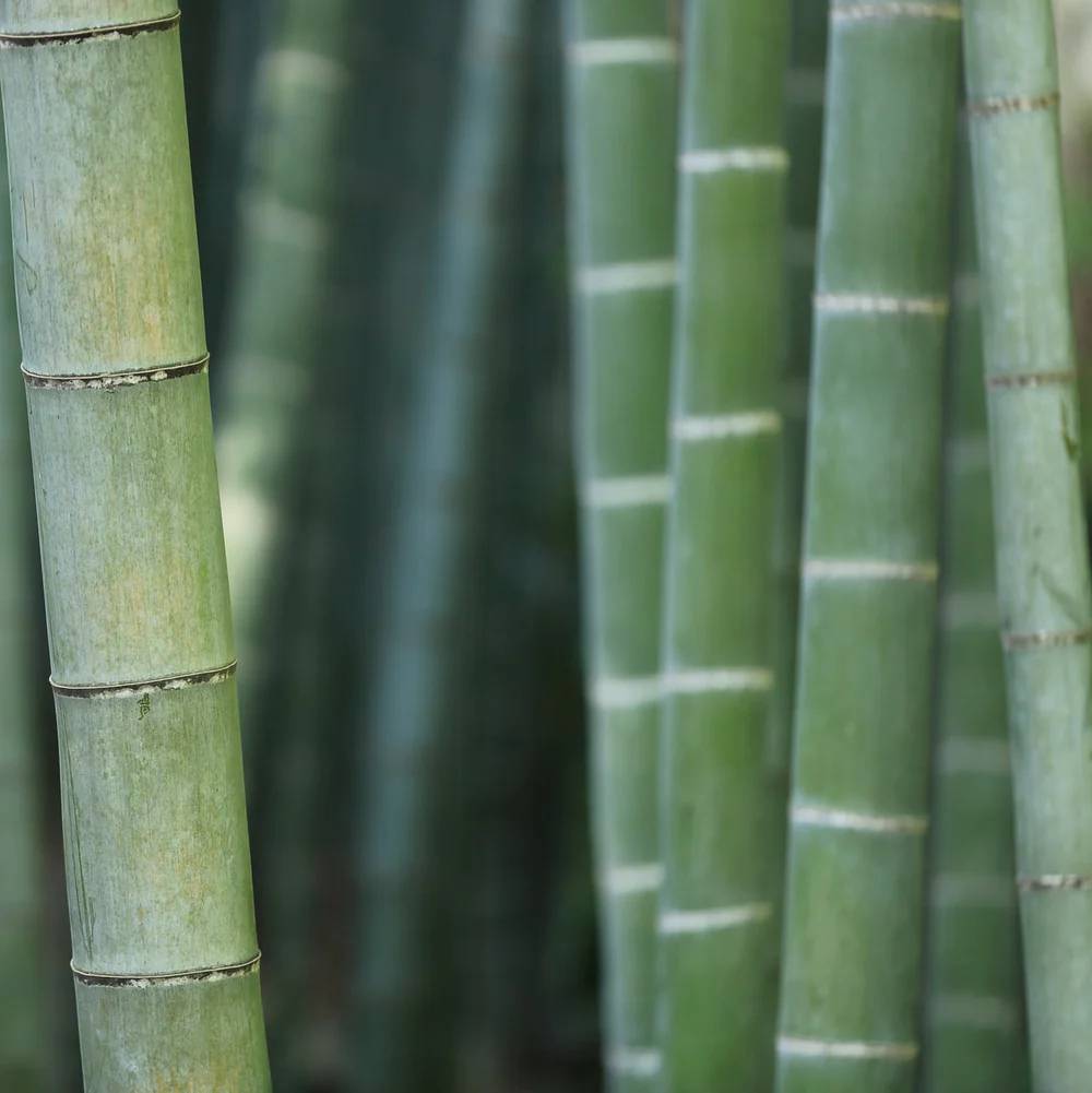 Bamboo