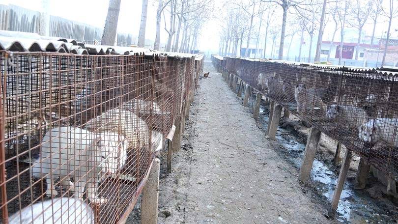 #WhatTheFur Crea conciencia sobre pieles con falsa etiqueta